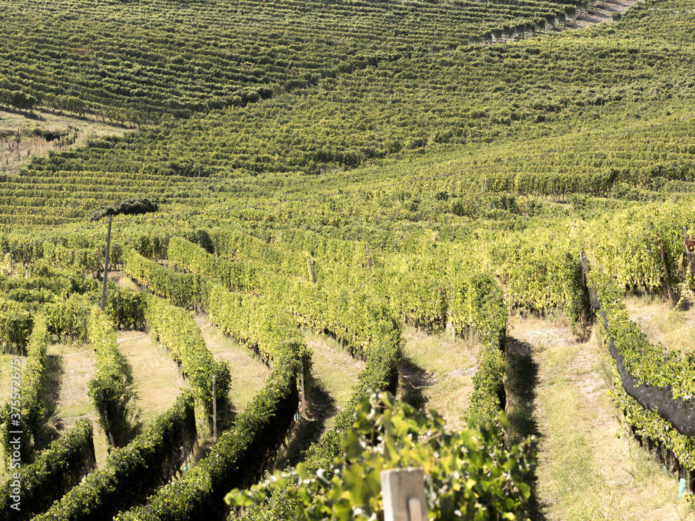 Vigne nelle langhe terra di Barolo in Piemonte