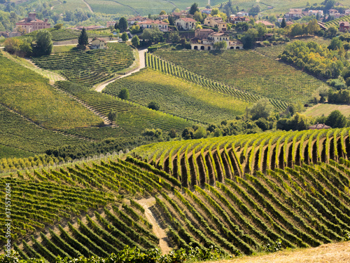Vigne nelle langhe terra di Barolo in Piemonte