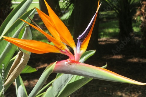 Bird of paradise flower in Florida nature, closeup