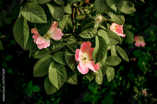 Beautiful pink rosehip bud flower among the leaves. Foliage and flower
