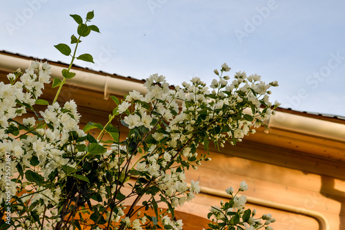 bush of white jasmine in the garden on the background of the house