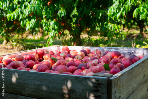 Ripe peaches in a wooden crate in the garden on sunny day