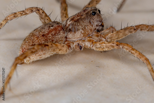 Wolf Spider of the Family Lycosidae photo