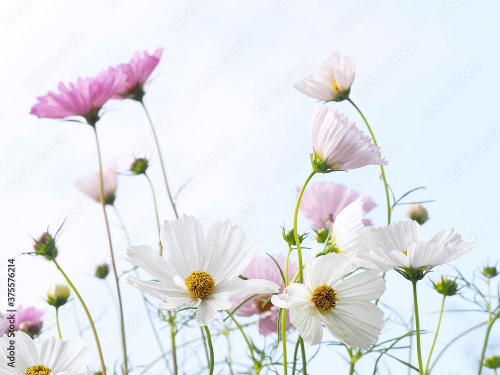 white and pink cosmos cupcakes flowers with the sky