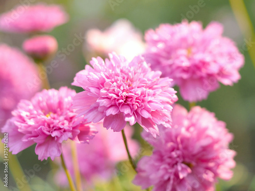 pink cosmos  double click rose bon bon   rare  fully boasting fluffy petal flower