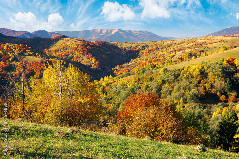 mountainous countryside scenery on a sunny day. beautiful rural landscape in autumn season. trees in fall colors. bright blue sky with fluffy clouds mountainous countryside scenery on a sunny day. beautiful rural landscape in autumn season. trees in fall colors. bright blue sky with fluffy clouds