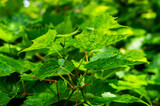 Grape vine with large green leaves close up