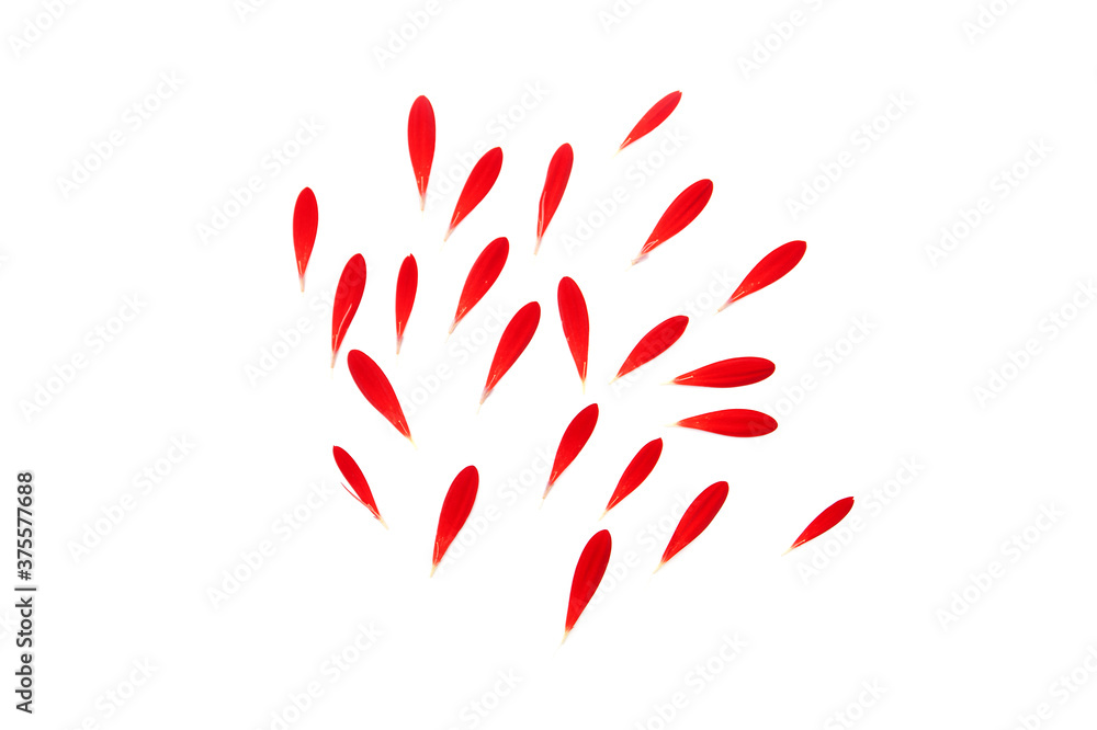 Petals of red Gerbera, separate red petal isolated on white Petals of red Gerbera, separate red petal isolated on white