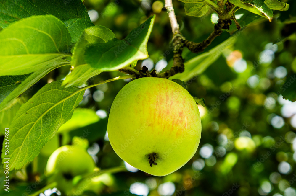Green apple on a branch with leaves close up Green apple on a branch with leaves close up
