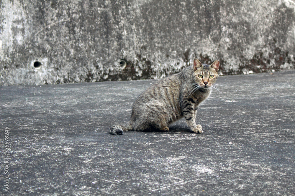 Obraz premium A closeup on grey Japanese cat sitting on the floor