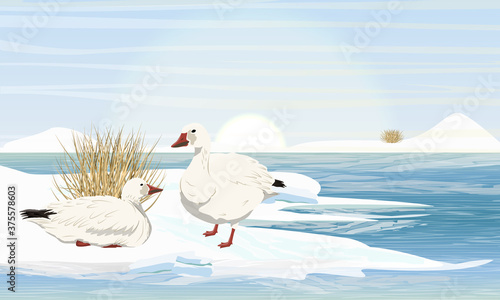 Snow geese on the seashore. White arctic goose Anser caerulescens. Birds of the Arctic, Grneland, Alaska and Siberia. Vector landscape.