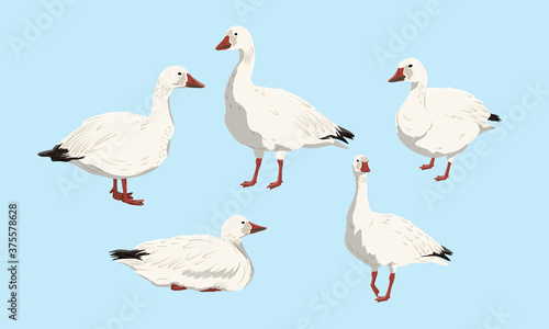 Collection of snow geese. White arctic goose Anser caerulescens. Birds of the North, inhabiting Greenland, Alaska, Canada, Siberia and the Arctic. Vector illustration