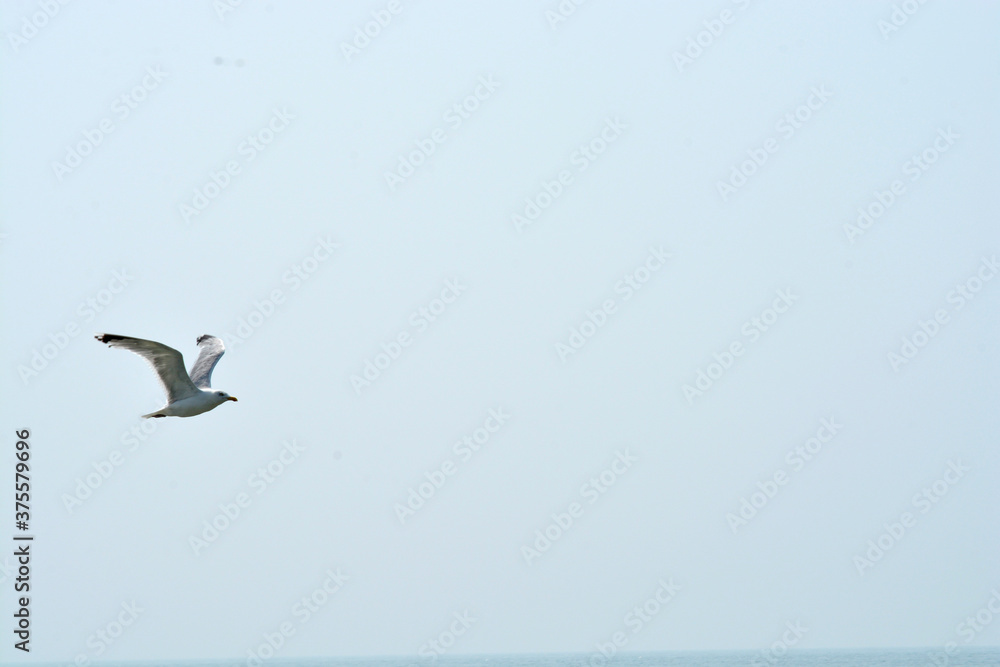 Fototapeta premium seagull in the sky