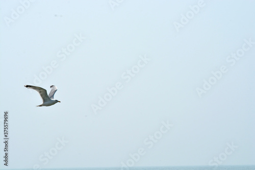 seagull in the sky © trinetuzun