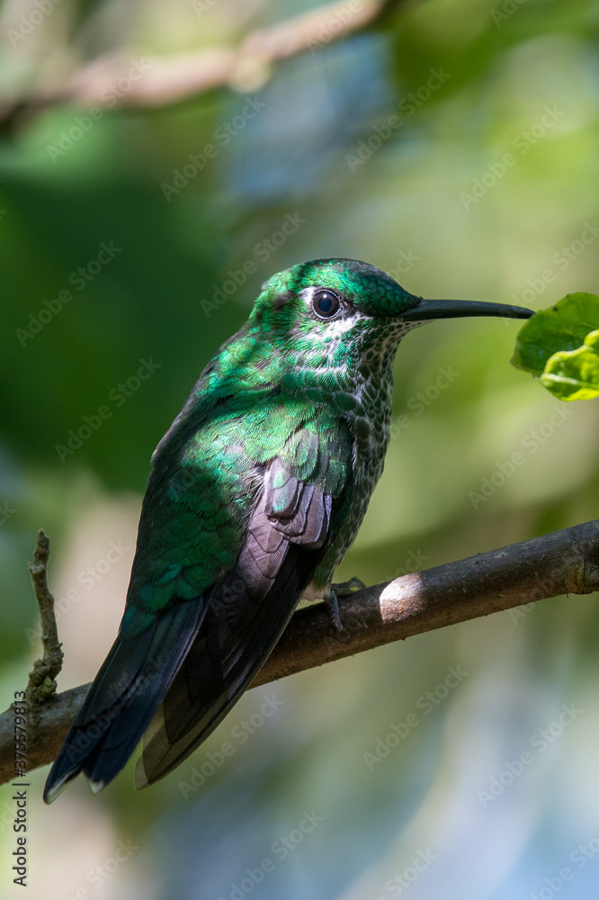 Fototapeta premium Green Violet-ear hummingbird (Colibri thalassinus) in flight isolated on a green background in Costa Rica