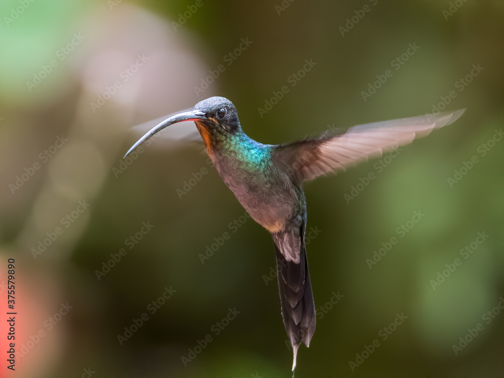 Green Violet-ear hummingbird (Colibri thalassinus) in flight isolated on a green background in Costa Rica Green Violet-ear hummingbird (Colibri thalassinus) in flight isolated on a green background in Costa Rica