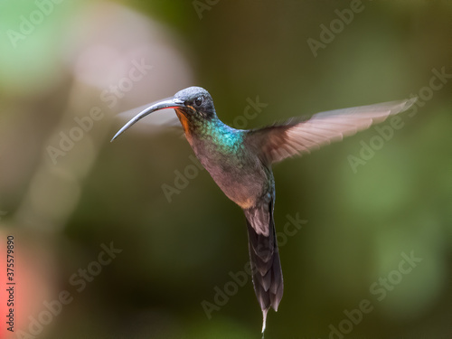 Green Violet-ear hummingbird (Colibri thalassinus) in flight isolated on a green background in Costa Rica