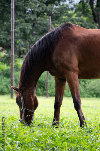 Beautiful Animal Portrait: Horse Eating Grass in Field
