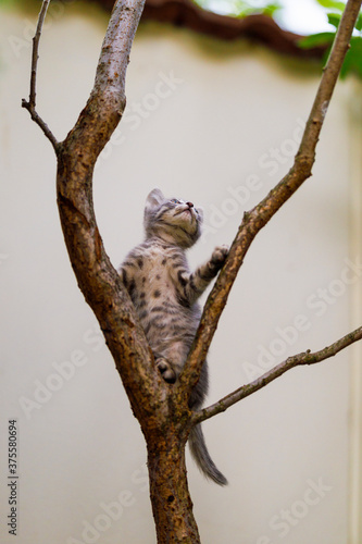 Beautiful kitten in the home garden.