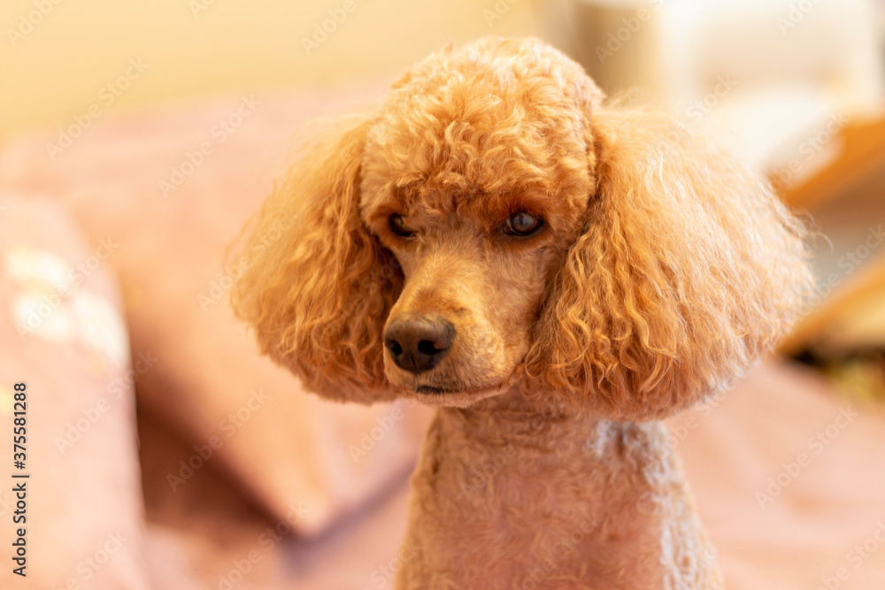 Portrait of an apricot poodle with a haircut, fluffy ears, with sad eyes, at home. Portrait of an apricot poodle with a haircut, fluffy ears, with sad eyes, at home.