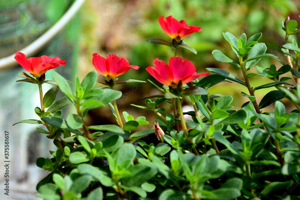 red flowers in the garden