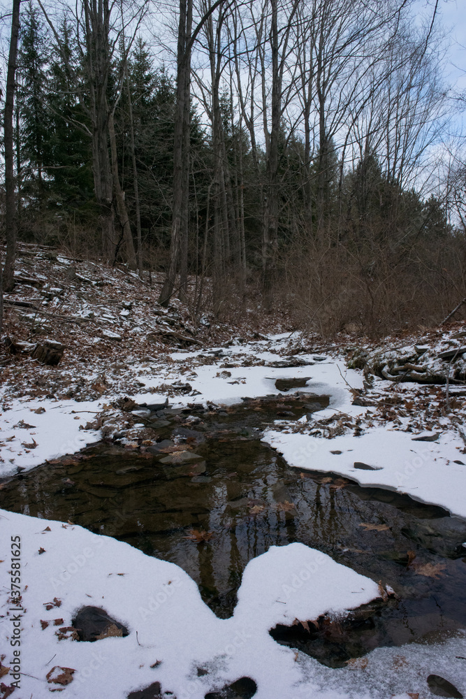 stream in the woods stream in the woods