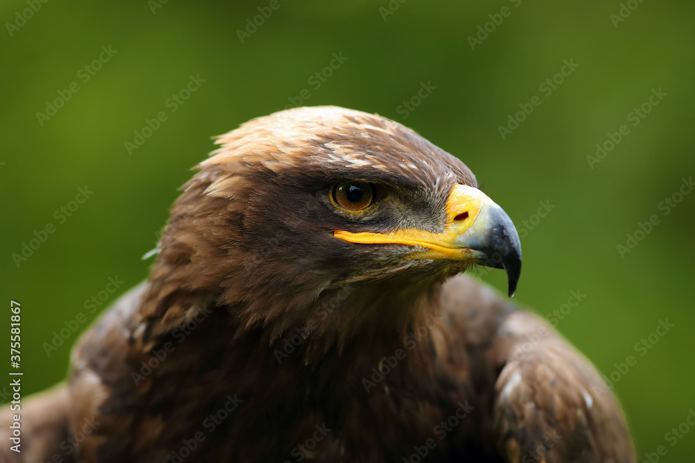 The steppe eagle (Aquila nipalensis) portrait. Portrait of a big eagle with a green background. The steppe eagle (Aquila nipalensis) portrait. Portrait of a big eagle with a green background.