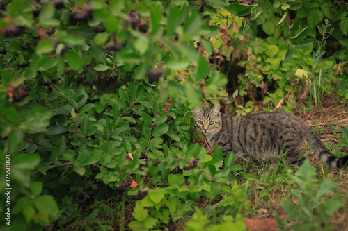 a gray tabby cat went hunting against a background of summer greenery