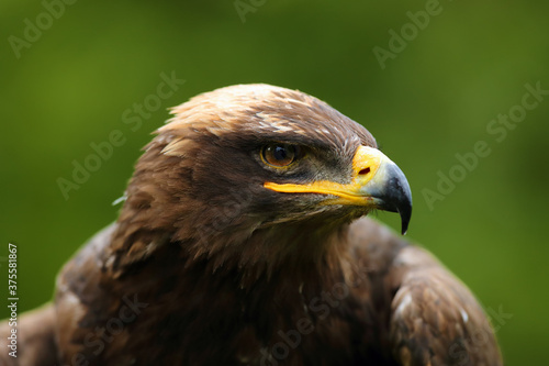 The steppe eagle (Aquila nipalensis) portrait. Portrait of a big eagle with a green background.