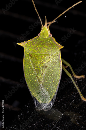 Stink Bug of the genus Loxa photo