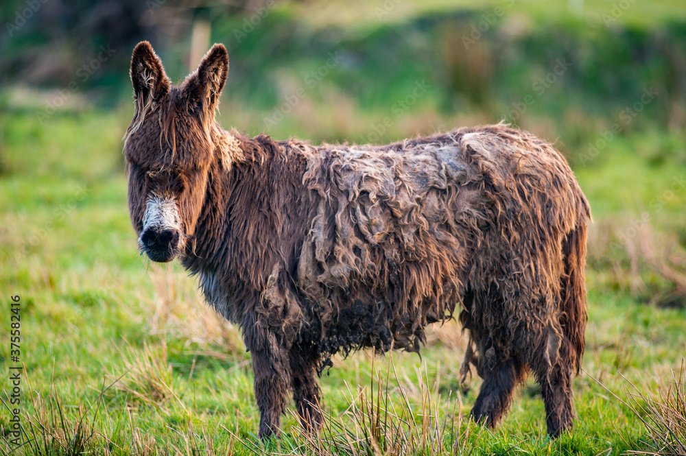 Fototapeta premium Rural Ireland fluffy donkey