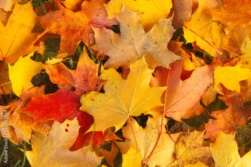 Close-up of bright yellow  orange and red maple leaves. Abstract autumn background. Fantastic vibrant leaves on the grass