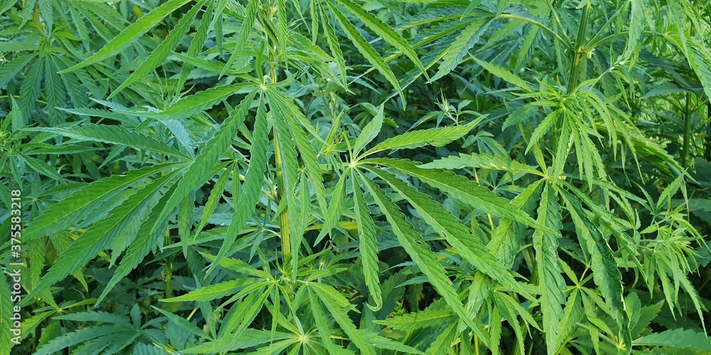 hemp in nature, selective focus, full screen image for background hemp in nature, selective focus, full screen image for background