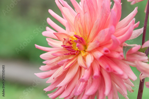 Dark pink dahlia flower on green leaves background