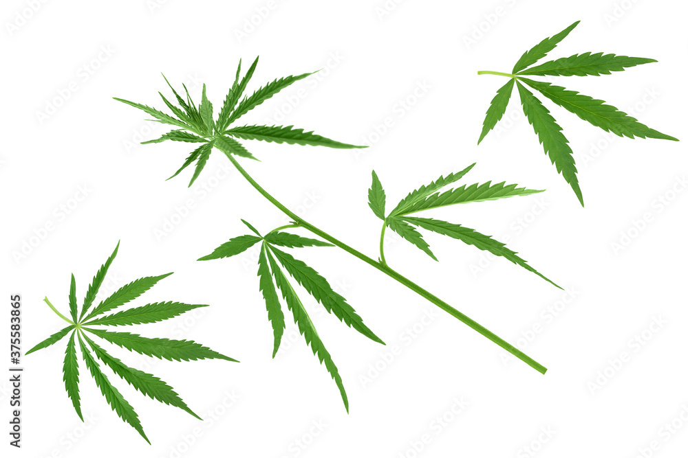 Cannabis leaf isolated on white background with clipping path and full depth of field Cannabis leaf isolated on white background with clipping path and full depth of field