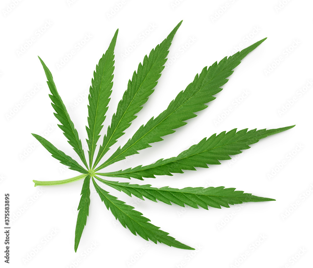 Cannabis leaf isolated on white background with clipping path and full depth of field Cannabis leaf isolated on white background with clipping path and full depth of field