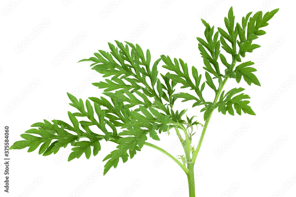 Ragweed leaf isolated on white background with clipping path and full depth of field Ragweed leaf isolated on white background with clipping path and full depth of field