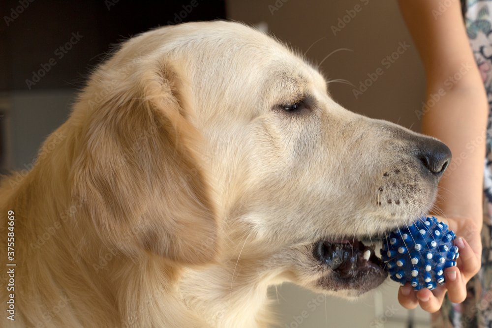 cute golden retriver home close up cute golden retriver home close up