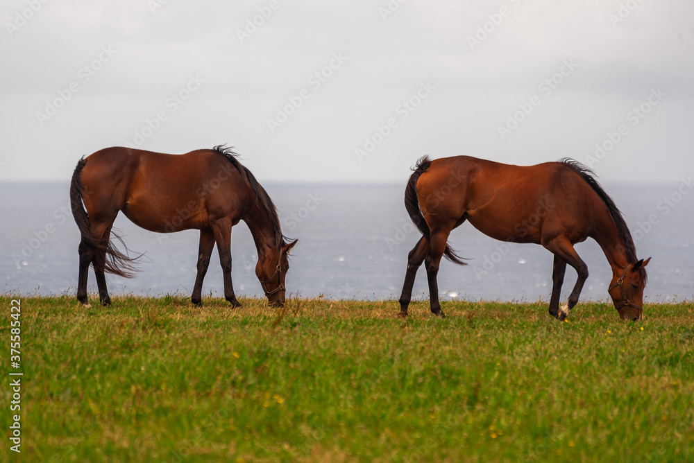two horses eating atlantic landscape two horses eating atlantic landscape