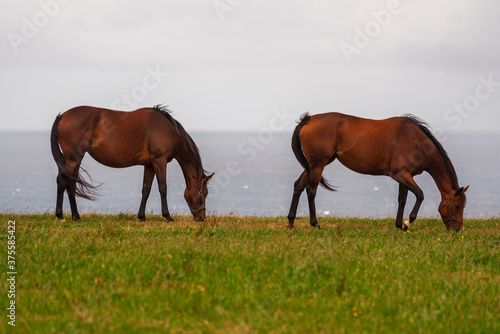 two horses eating atlantic landscape