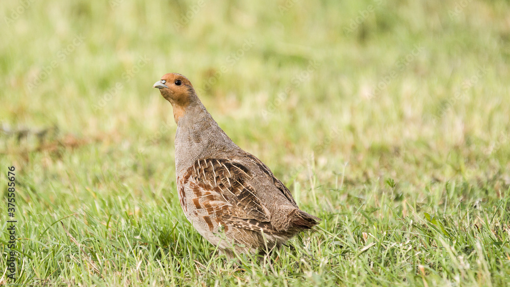 partridge in the meadow. (Perdix perdix) partridge in the meadow. (Perdix perdix)