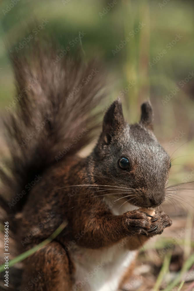 Extreme close-up of a black squirrel holding food Extreme close-up of a black squirrel holding food