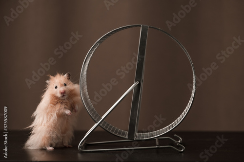 Hamster stands next to the wheel