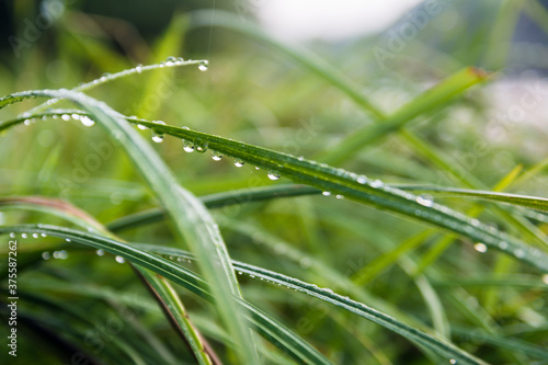 Morning dew on the grass. Green colors. Nature and recreation. Appeasement. Spring Summer Autumn. Macro shot of grass with water drops. Freshness.