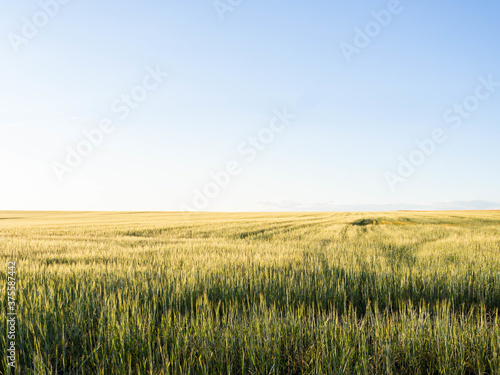 View of a wheat field with ripe golden ears