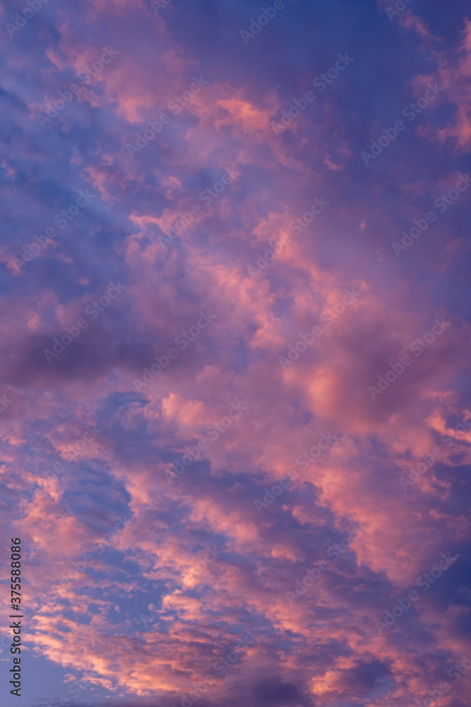 vertical view to the pink clouds in blue sky with copy space