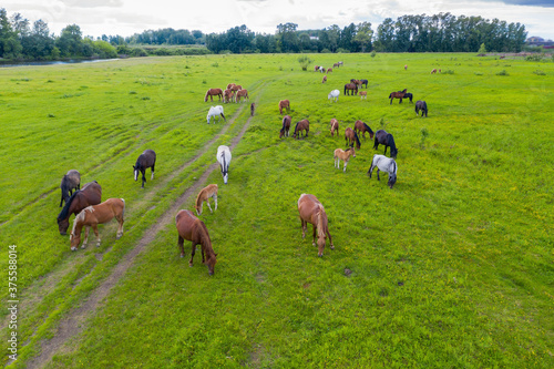 A herd of horses graze in a green meadow along the river