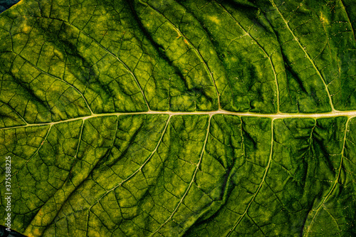 Tobacco green leaves, close up macro. Tobacco leaf texture background