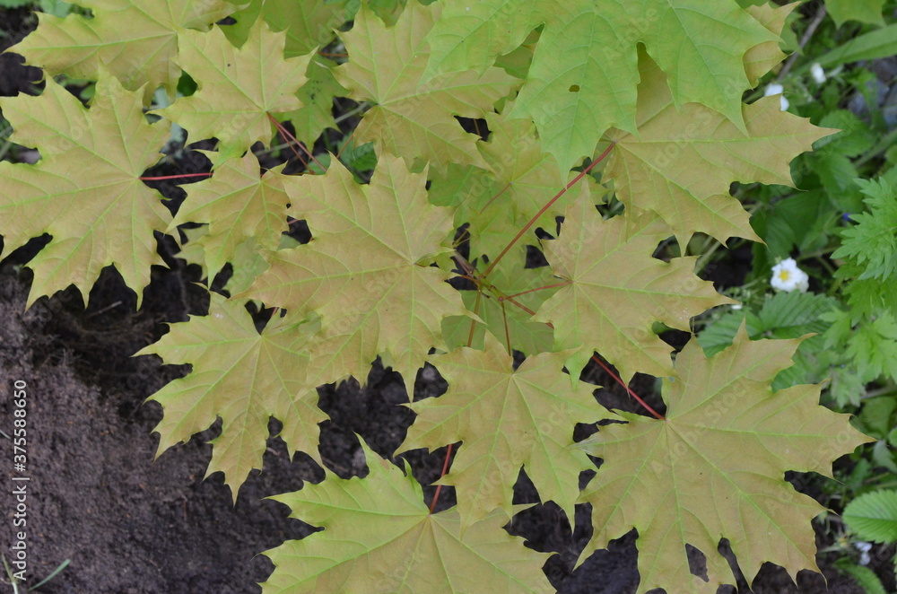 maple leaves on a black background maple leaves on a black background