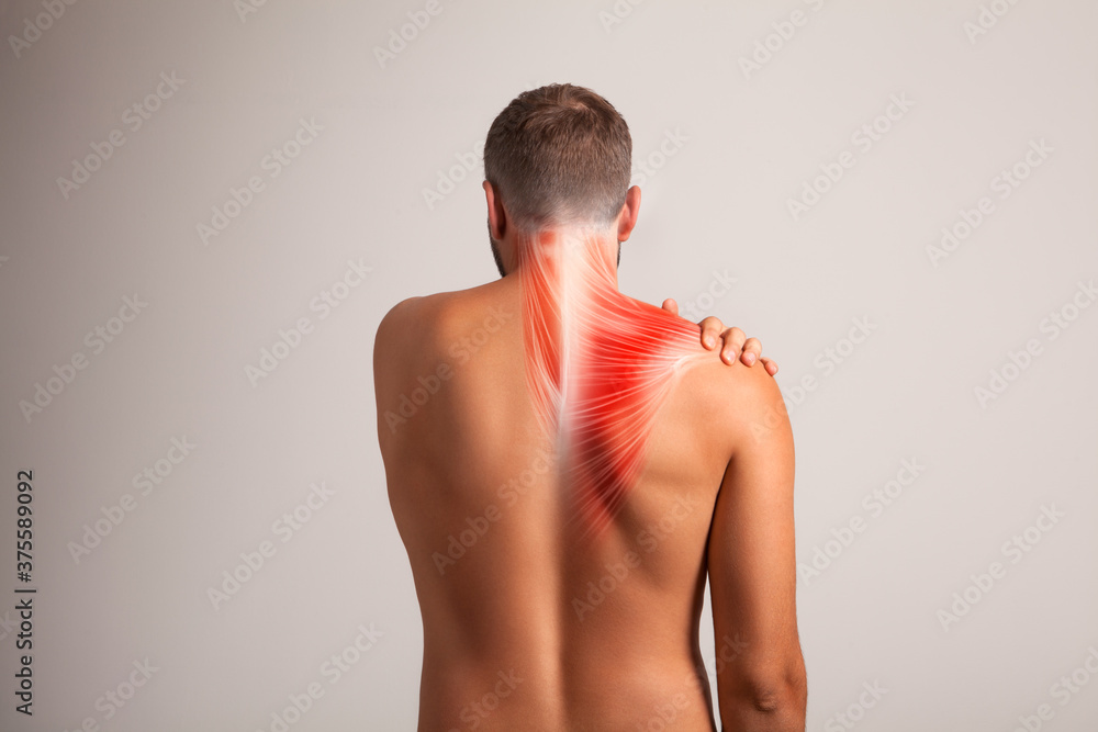 Upper back muscles anatomy, human body Stock Photo